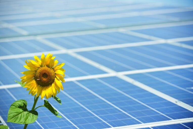 sunflower and solar panels to save energy